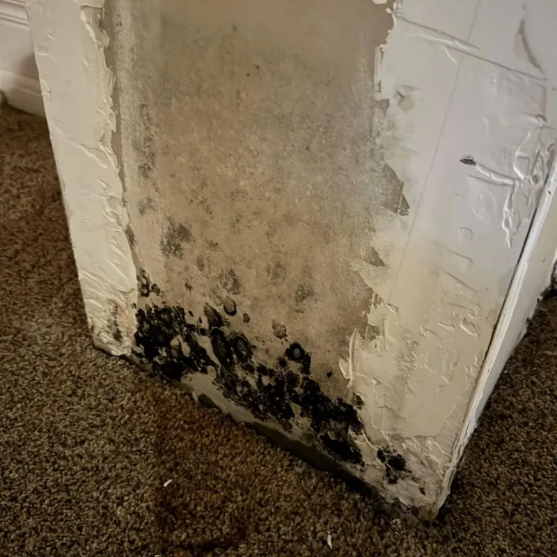 Professional Mold Removal in Clay County, KY